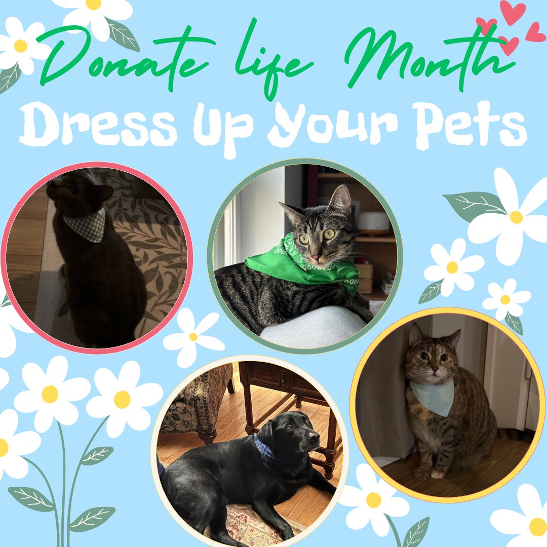 It's Dress Up Your Pets Day! Throw a blue or green bandana on your furry friends to spread awareness about organ donation 💚🩵 #DonateLife #DonateLifeMonth #TxPharm