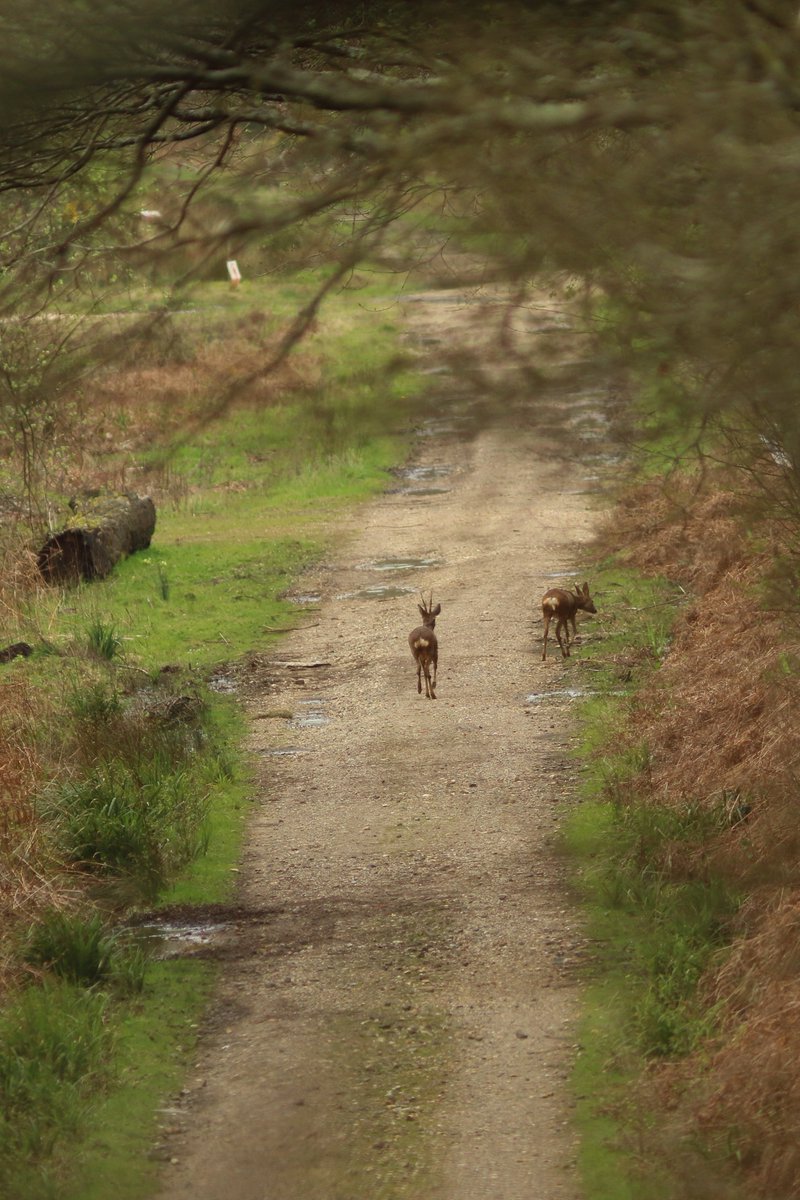 Great to bump into another couple out for a walk this afternoon on Heyshott and Ambersham Commons. Just a shame they didn't feel like hanging around for a chat!