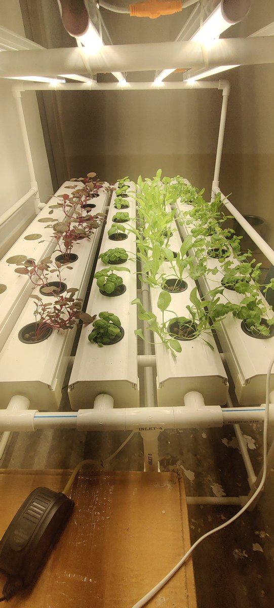 Trying hydroponics in my basement with @aravind_harihar 

This is with just very basic knowledge and first attempt 🥹