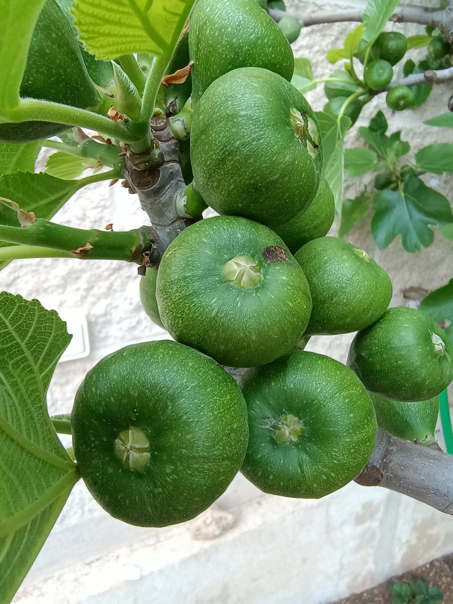 La Enzima Inquieta #ViajandoConCiencia 🏳️‍🌈🏳️‍⚧ tweet media