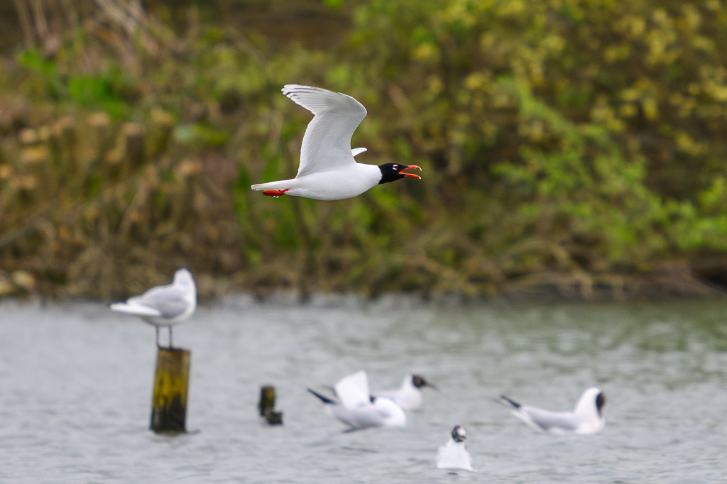 Mediterranean gull from the Discovery hide 6/4/24 WWT Slimbridge @WWTSlimbridge @slimbridge_wild @WWTworldwide