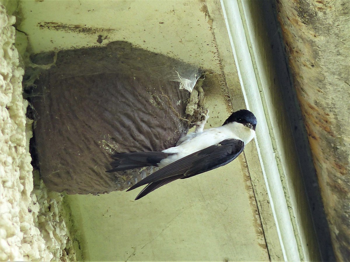 Breaking! A posse of 5 House Martins back here. We had 18 nests last year. Target for this year: 180... @ukhousemartins