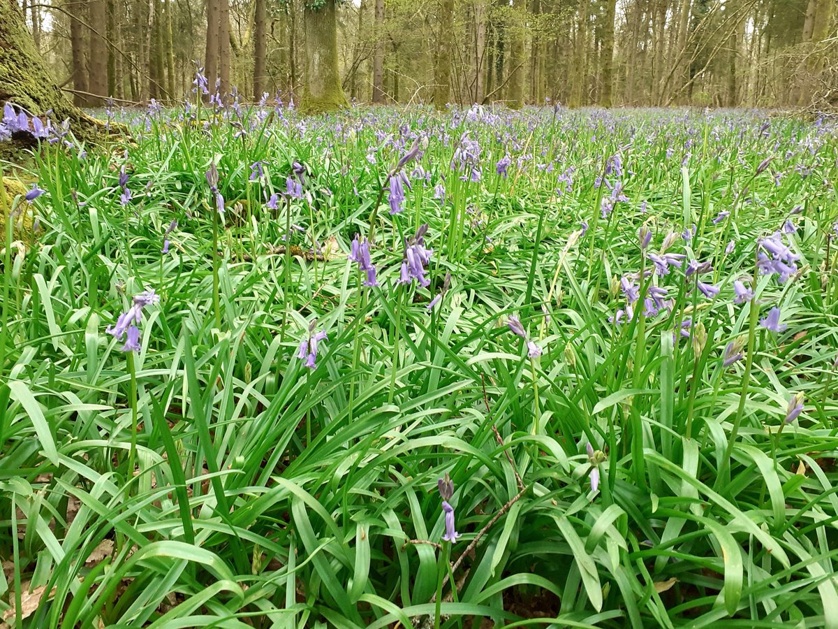 The Bluebells are starting to bloom!💙💙💙