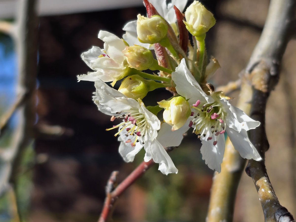 The last of our fruit trees have bloomed. Summer pears . . .