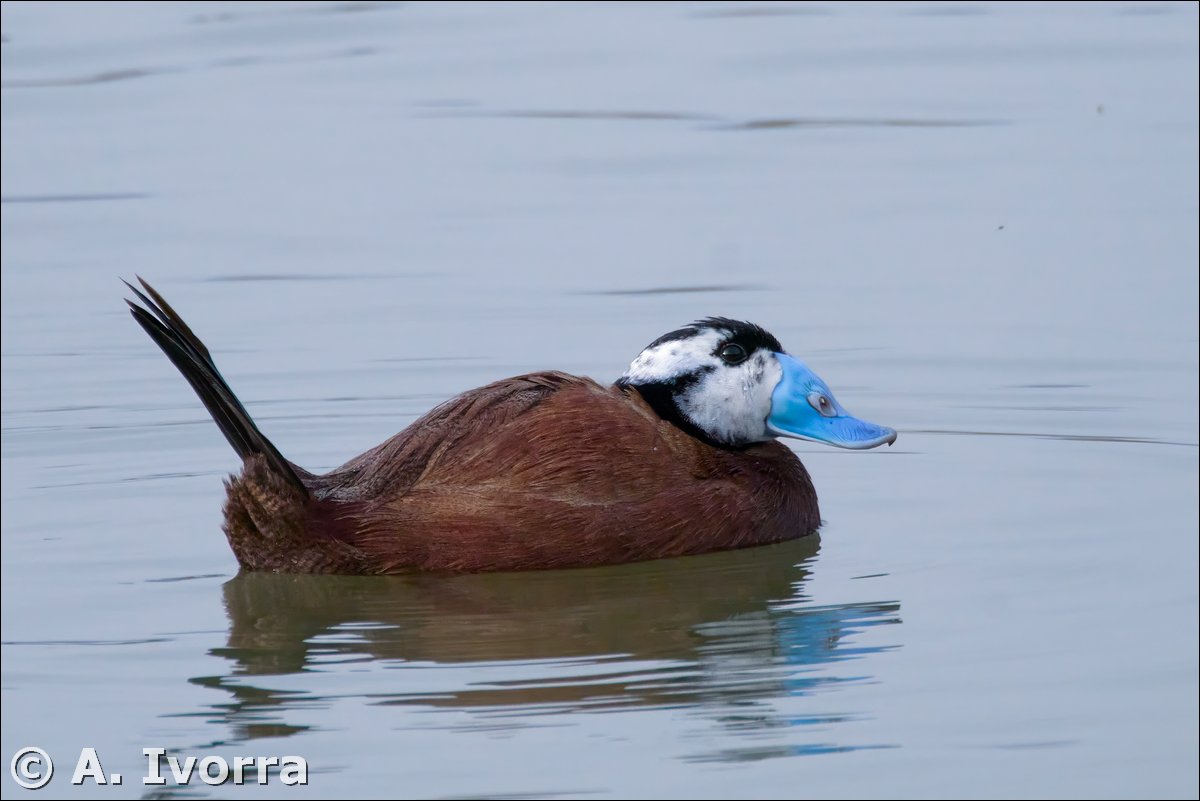 Malvasía cabeciblanca (Oxyura leucocephala)