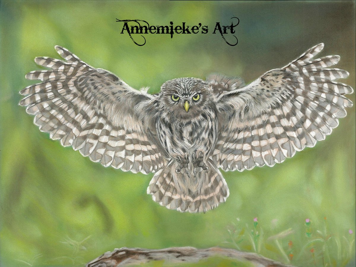 Little owl, reference wildlifereferencephotos.com

Coloured pencils on Pastelmat, pan pastel background. A3 sized.  

#athenenoctua #owlofathena #owlofminerva