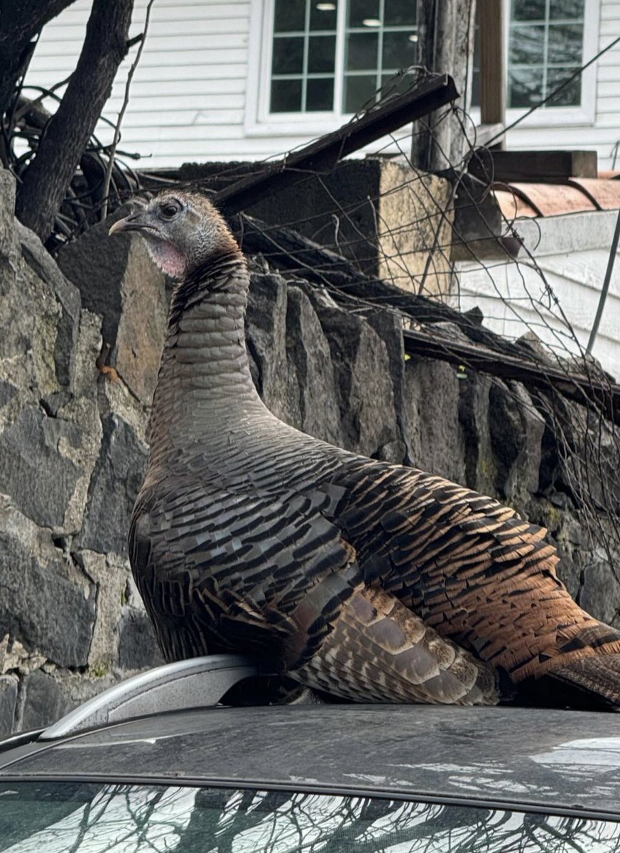 If you’re looking for your pet turkey, it’s on 43rd St. in North Bergen.