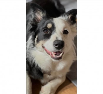 millypod1's tweet image. 🆘5 APR 2024 #Lost MABEL #ScanMe
Black &amp;amp; White Border Collie Female
#Prees South of #Whitchurh #Shropshire #SY13
SIGHTINGS PLZ ☎️07552 612638
doglost.co.uk/dog-blog.php?d…