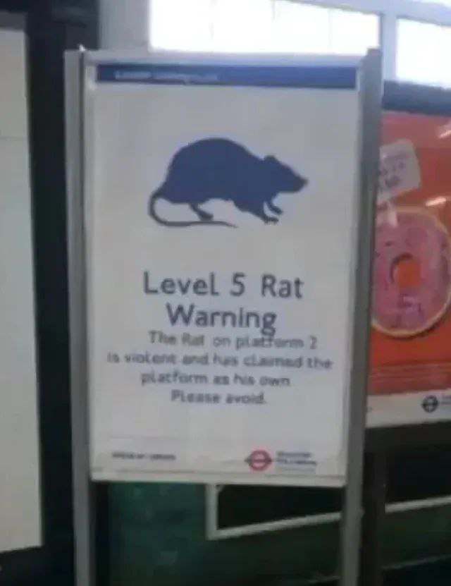 LEVEL 5 RAT WARNING: The Rat on platform 2 is violent and has claimed the platform as his own. Please avoid.