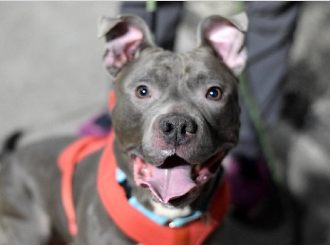 Not the Same tweet media