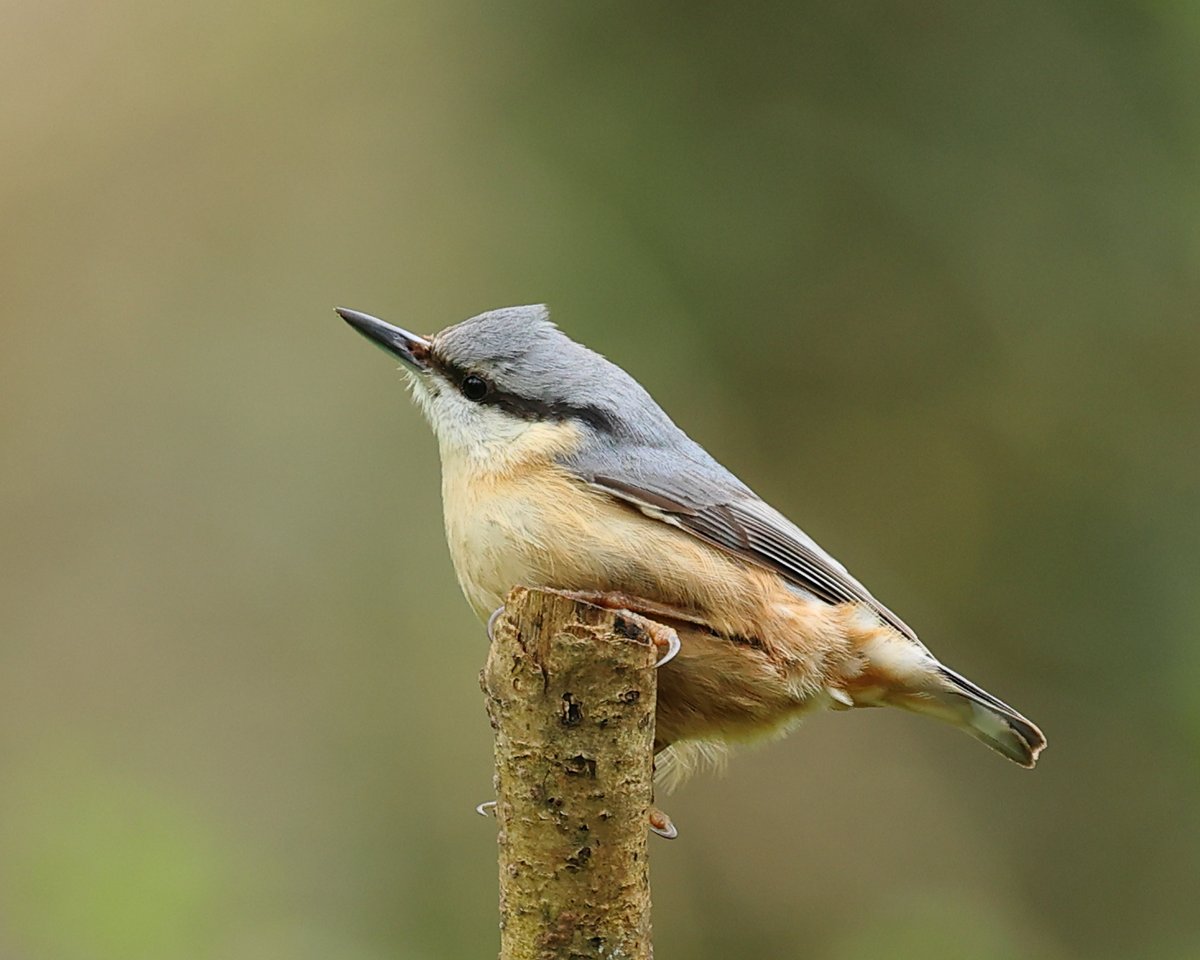 A cheeky Nuthatch today at Forest Fawr.