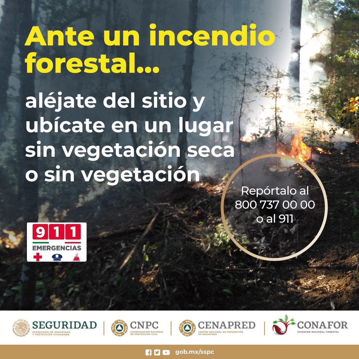 CNPC_MX's tweet photo. Valoramos nuestros bosques y selvas 🌲💚 pero también tu vida. Si no tienes preparación como combatiente 👷🏻‍♀️¡NO TE ARRIESGUES!.

Permite las labores de los especialistas. ✅ https://t.co/SUCeeXHht5