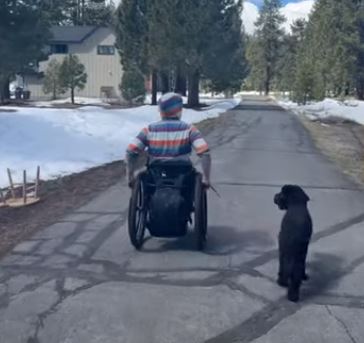 SPINALpedia's tweet photo. Training a Portuguese Water puppy to walk alongside a wheelchair #servicedogtraining https://t.co/LlYxwncrsa https://t.co/xBYw4aBnKd