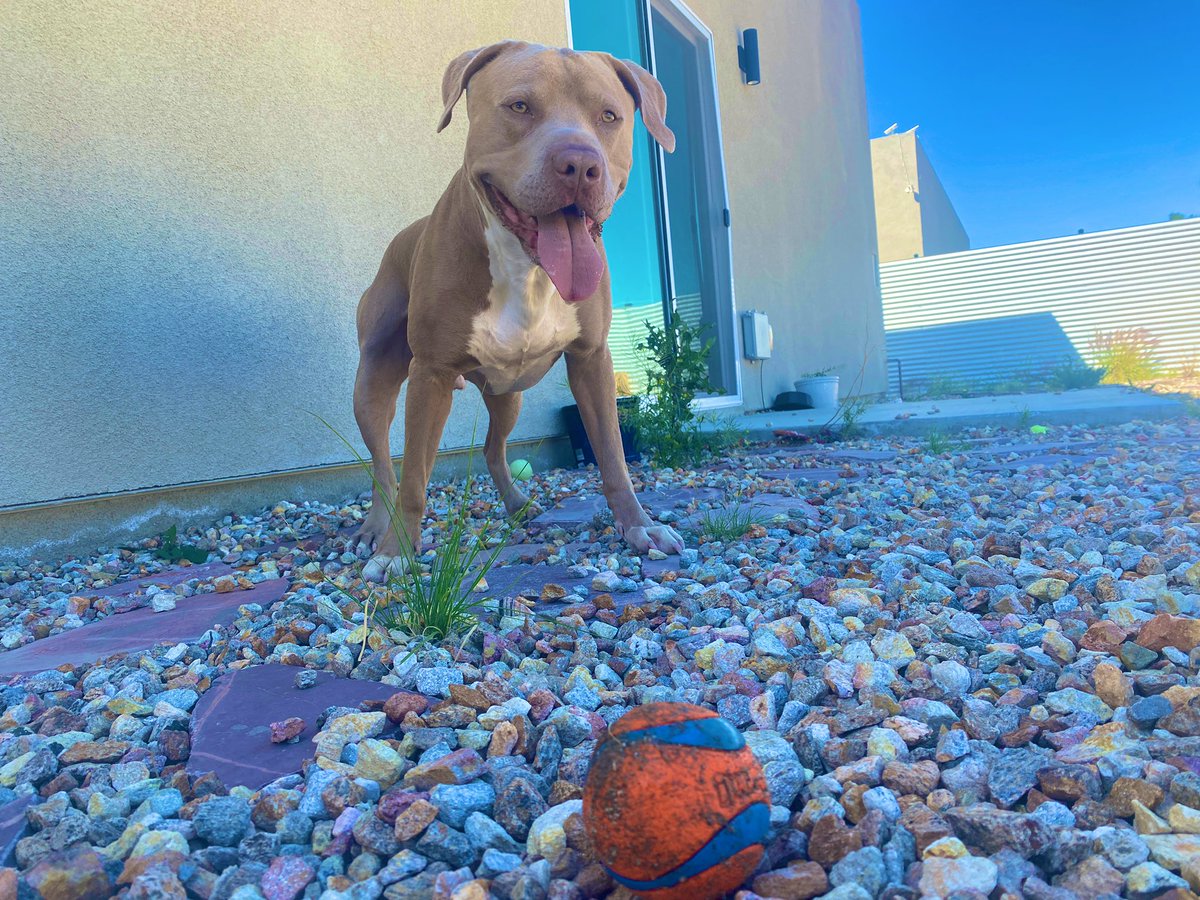 RhaegarPanda's tweet photo. 🎾 play time! https://t.co/6MTTSzuug5