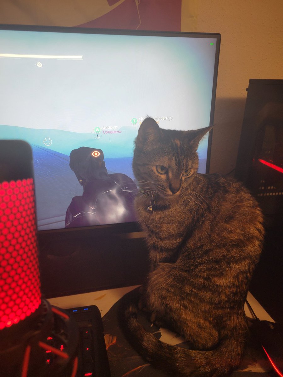 Mid stream @ twitch.tv/vagabond_wrath and Hazel decides she's gonna be the one to play from now on.
