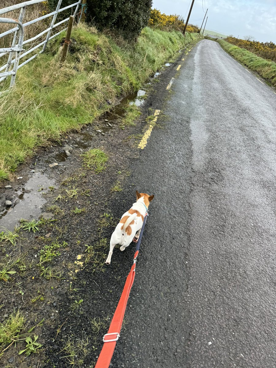 A gallop down the road this morning between the swirls of Kathleen. Day 95 #100DaysofWalking