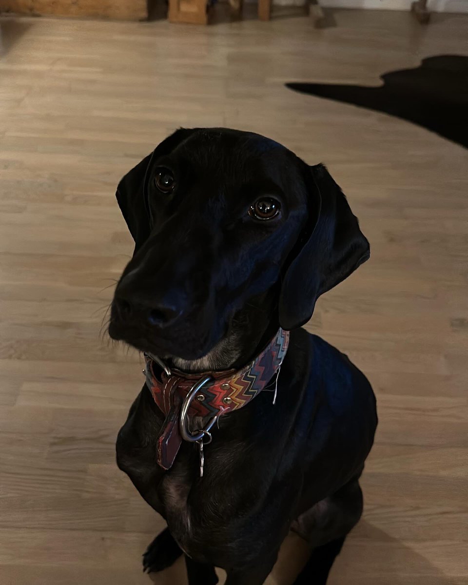 larsboschroeder's tweet photo. @thomasroenn Bedårende, kærlige og hengivne Wilma. Reddet fra en barsk skæbne som jagthund på Lanzarote. https://t.co/9vhTy7qjkx