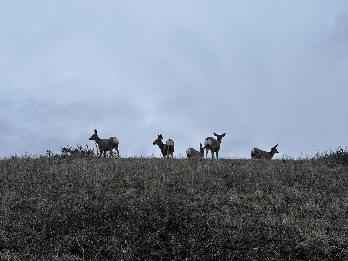steveplusc's tweet image. I love long Saturday runs. There’s something special about being out early challenging yourself and learning along the way. 

“The obsession with running is really an obsession with the potential for more and more life.” — George Sheehan