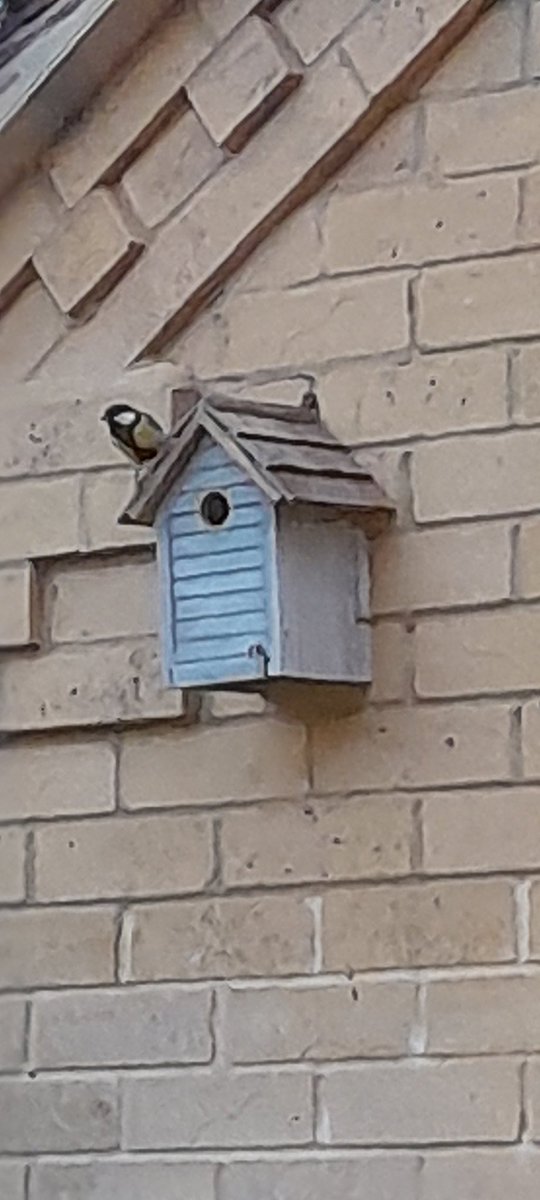 nellburchall's tweet photo. Caught Papa Tit on guard this evening @Susanna_Pug @TheBrewLady1 @MichaelHowland https://t.co/8vQzQ97pdA