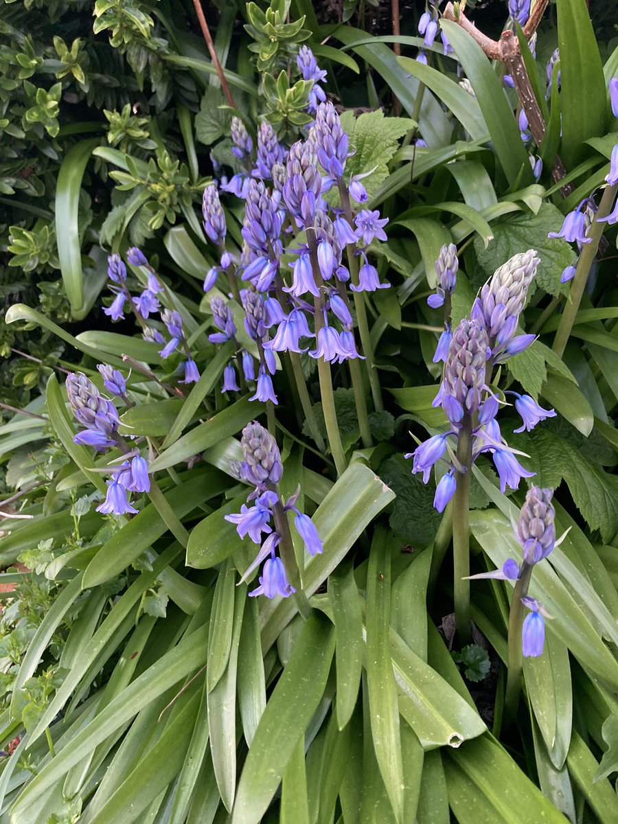 These bluebells spotted looking none the worse this eve on Day 97 (97!) of #100daysofwalking after a blustery #StormKathleen. @DeirdreGiblin1 @LaureenRegan @yvonnehansen5 @TirEoghain59 @MaryProsser6 @EtainKett1