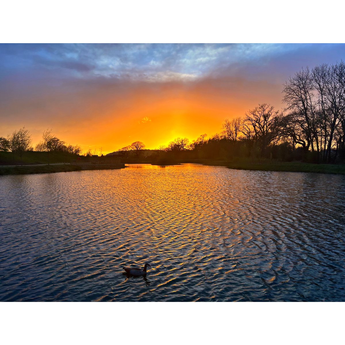 Quick trip to the park to check on the swans and sunset.