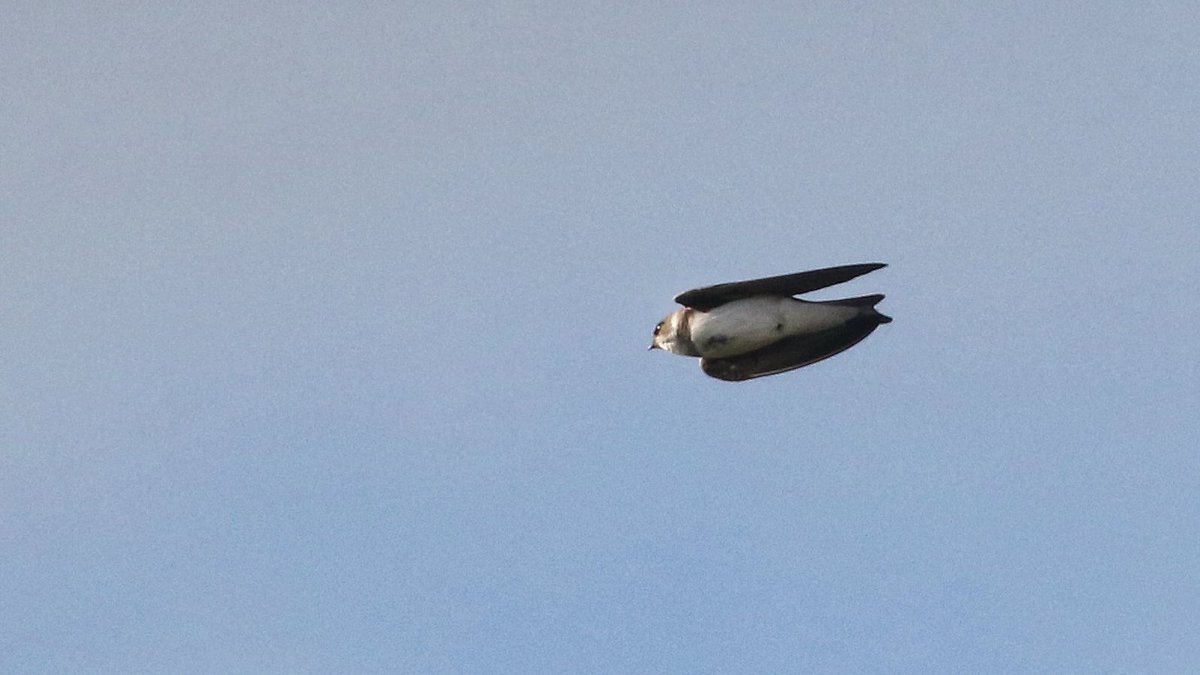 Amazing migrant day on the reserve at Gibraltar Point as personally good numbers of Swallow (13), Sand Martin (9) and House Martin (2) all flew south. Coupled with 2 Little Gull and 6 Common Scoter south over sea, a bottlenose dolphin and a probable male Blue Headed Wag… Corrr!