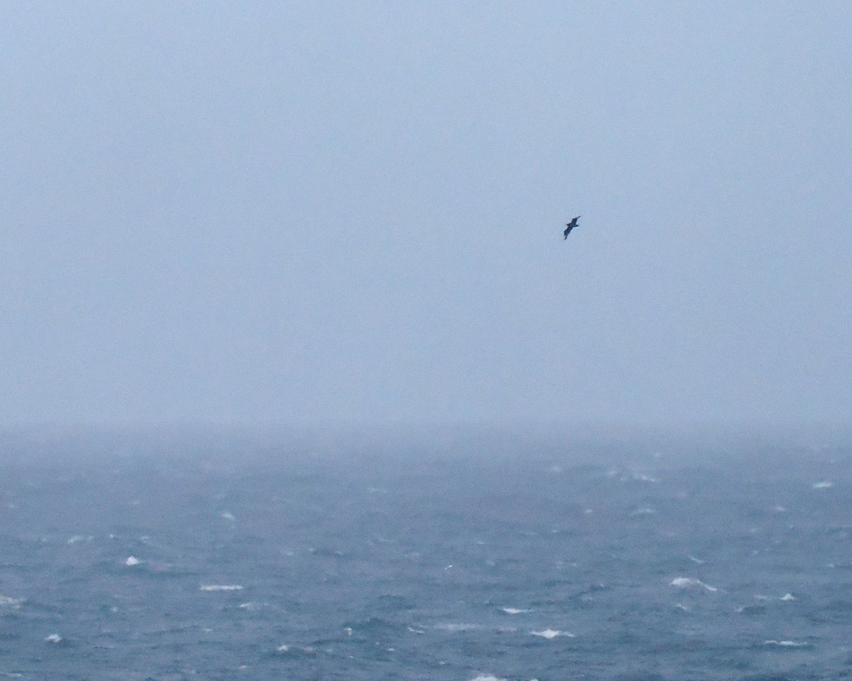 Storm Kathleen raging through Girdle Ness this evening but I was pleased to see my first Bonxie of the year heading north. I think my earliest ever here.