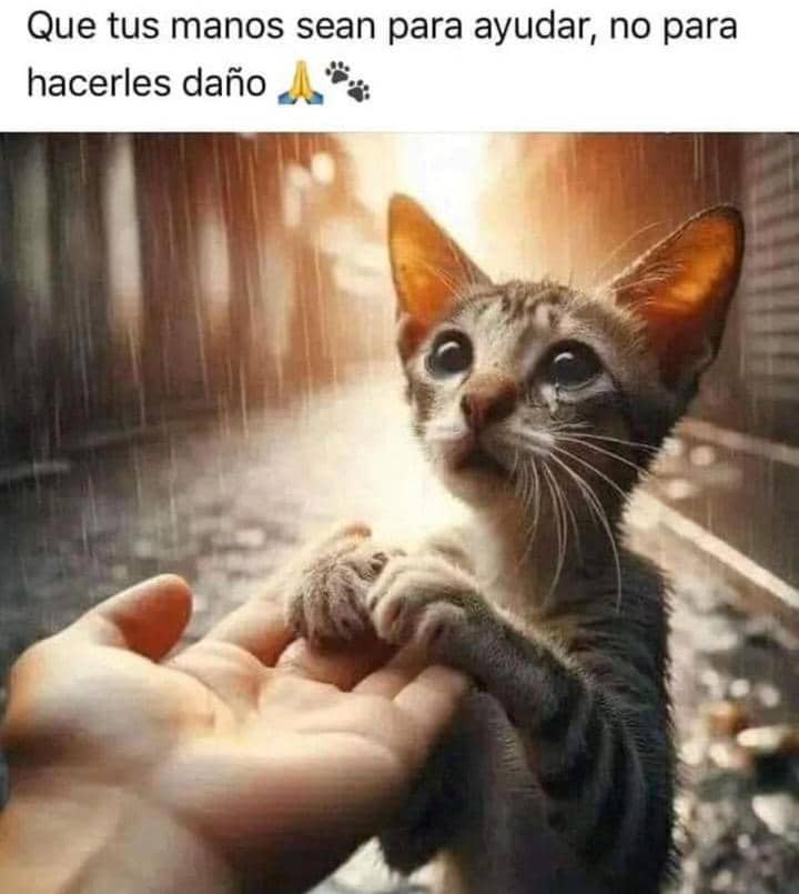 💜🐾🐾🐈 #NoAlmaltrato #NoalaIndiferencia #empatia #RespetoAnimal #ControlEticoAnimal