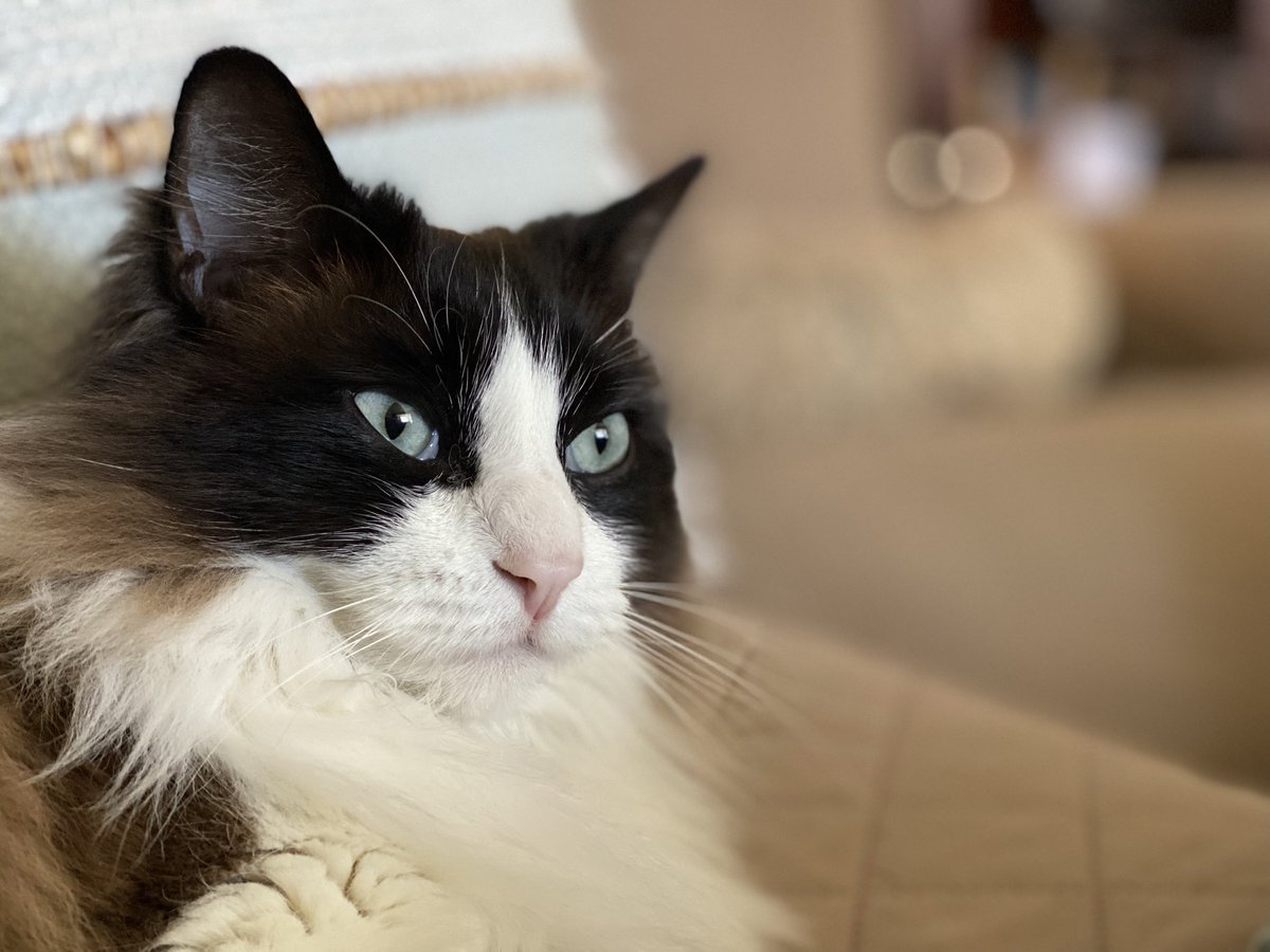 WindPixie's tweet photo. Her Majesty, Miss Magpie. #Maggie #Mags #Magpie #Floof #Flooster #HerMajesty https://t.co/RUXpbiSc9S