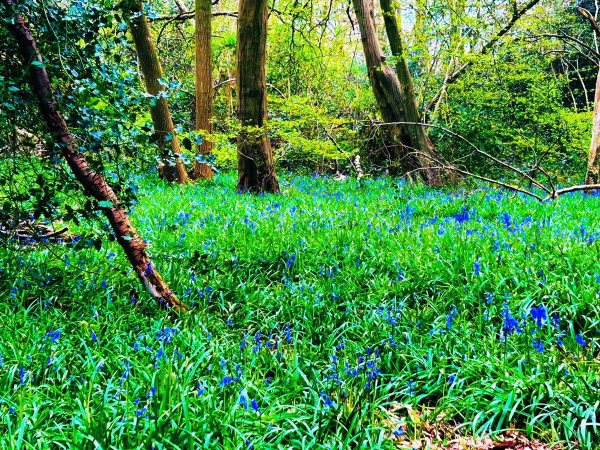 The bluebells beginning to come out on my walk today gave me a lift after a tough few hours. Another week & the woods will be full of them. I do find being in nature helps me connect to life when I’m spending a lot of time thinking about Tory & the past. #grief #forever20 💙