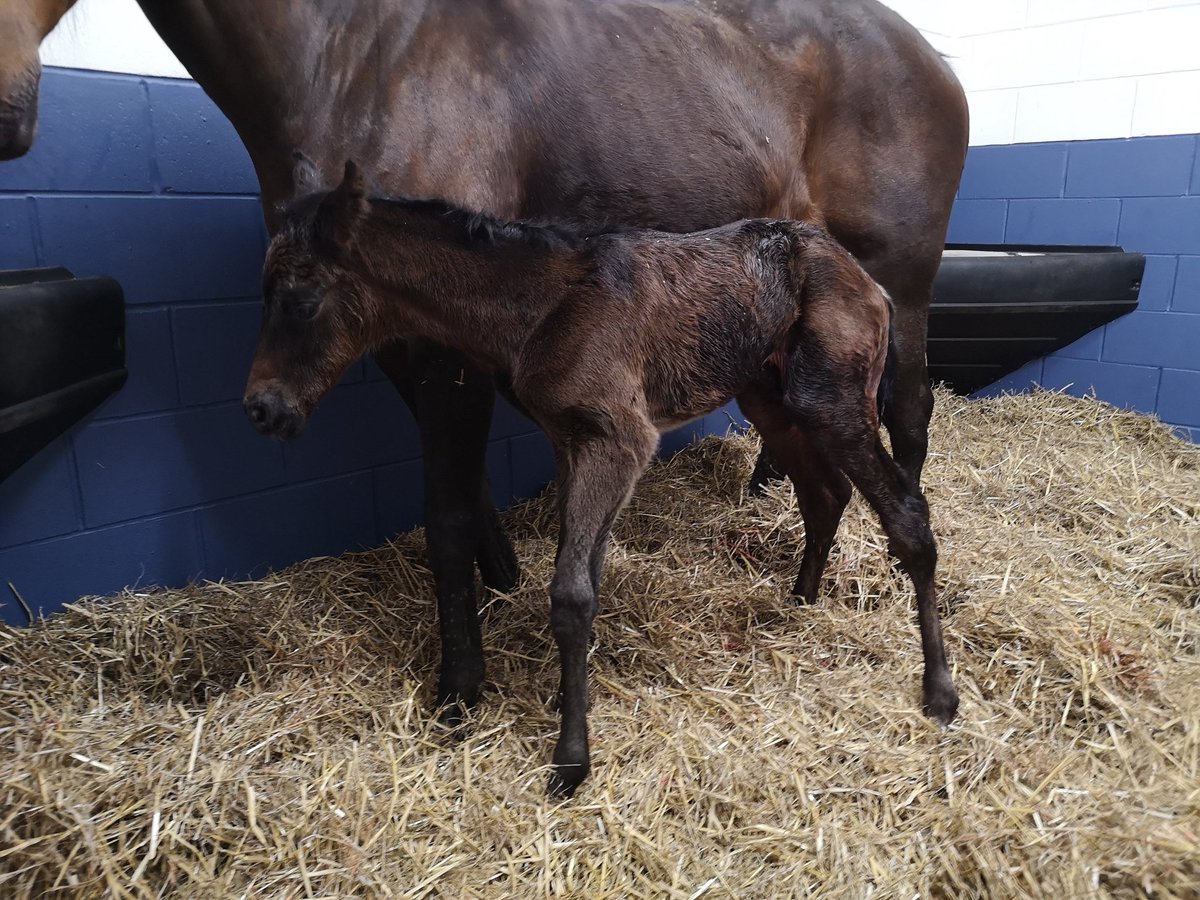 Another successful foaling. A stunning Golden Horn filly.
#overburystallions