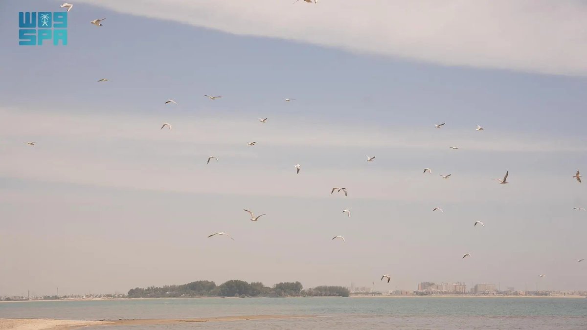 National Center for Wildlife Releases 60 Seabirds at Al Azizyah Beach. spa.gov.sa/en/N2079726 #SPAGOV