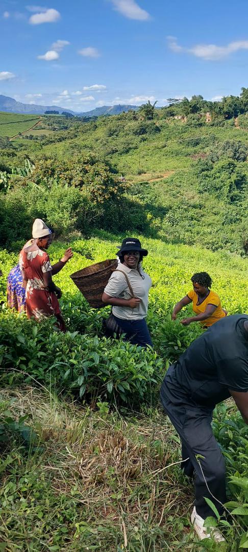 We will facilitate this training next week in Mossurize as a proposed business model to respond to the tea market absence as well as address the issue of fair value distribution in the tea value chain for the STGs of Mossurize.