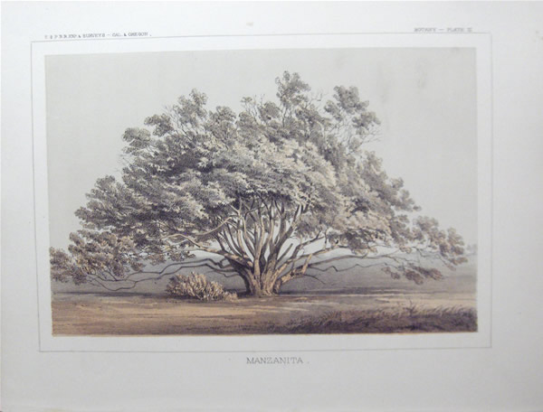 USPRR lithograph - Botany Plate - Manzanita (1855). Listed eBay. ebay.com/itm/3210951665… #art #fineart #artforsale #rareprints #americanart #artdealer #artcollector #Toronto