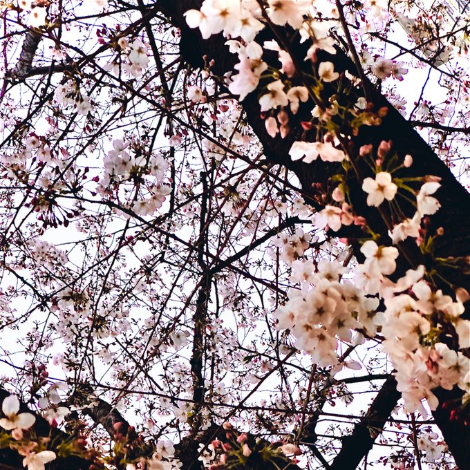 チェリーがブロッサムしとりますが、老眼なのでピントが行方不明ですわ🌸 https://t.co/DyyoNcdGRe<a href="/tag/takayamania"class="tags"><span>#takayamania</span></a>