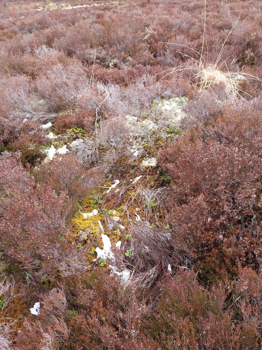 2/2 In this area patches of heather are dying back, falling over and exposing the ground below. Interested to see if these areas give a new improved opportunity for tree regeneration to establish. Or the cause could be a heather pathogen !
