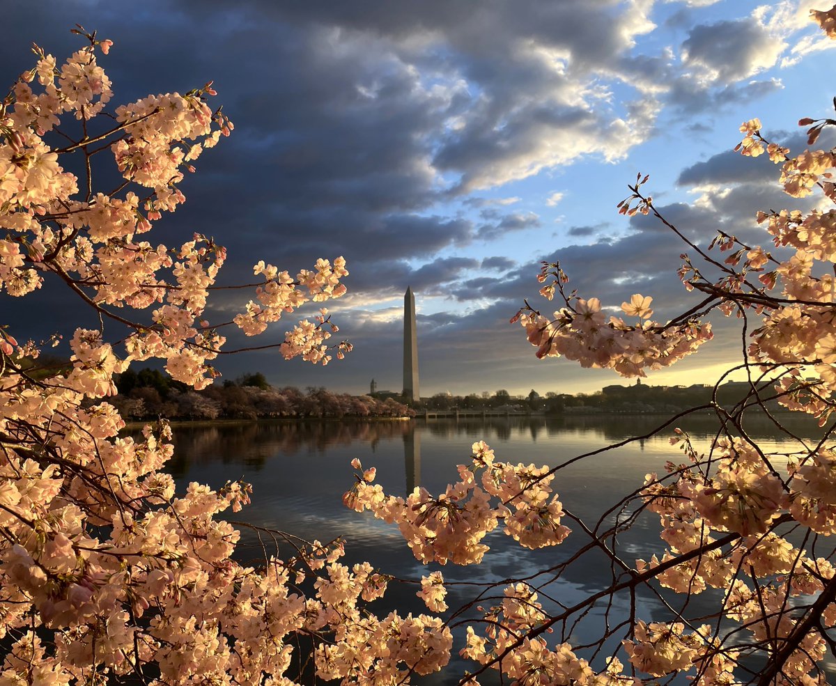 Have you liked seeing our cherry blossom pictures? Photos taken by a federal employee on duty are in the Public Domain and free to save, share & print. So, scroll down, help yourself to our images, and enjoy the National Mall anytime you want.🌸📸🌸 #Photography #CherryBlossom