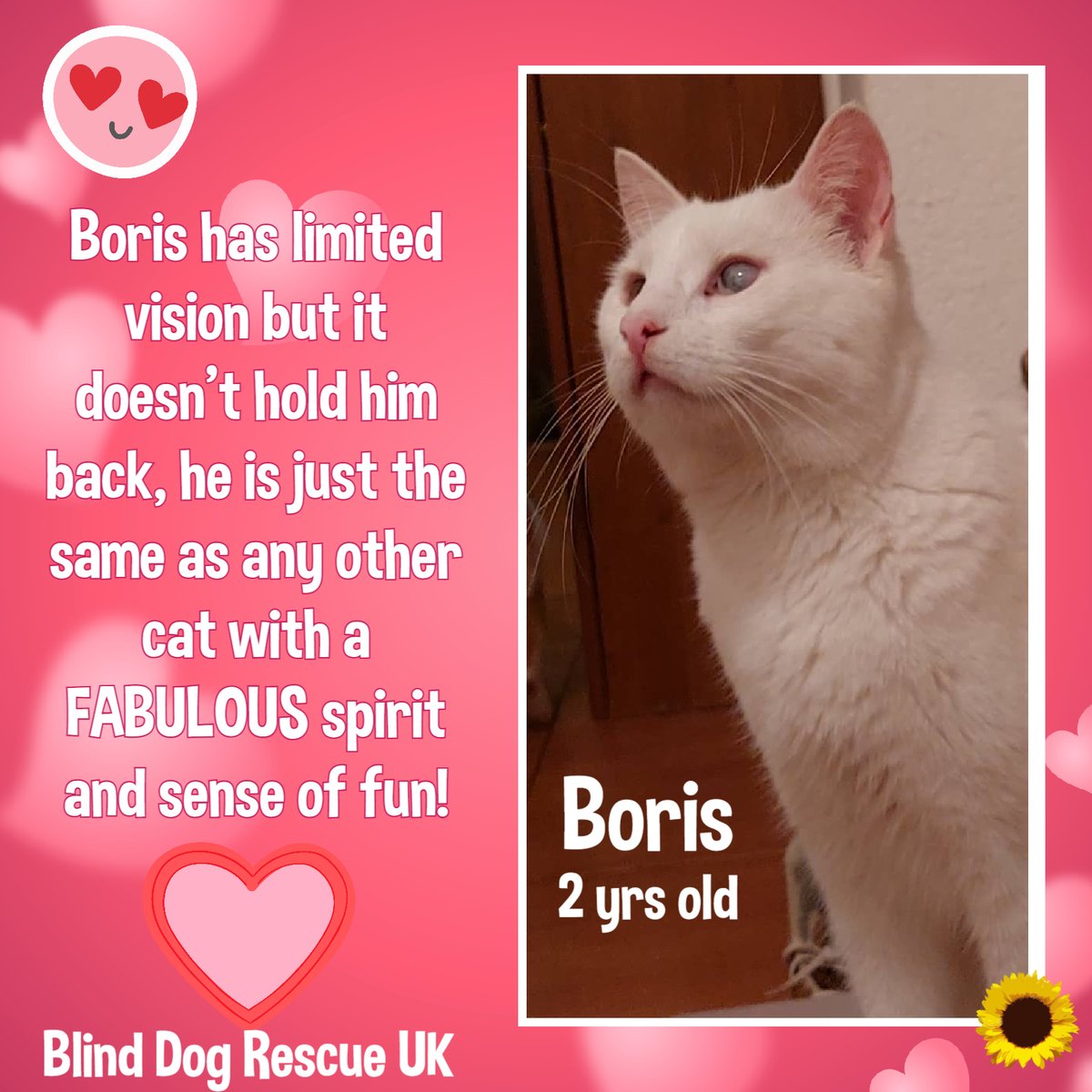 The_Animal_Team's tweet photo. #Caturday Introducing the amazing, beautiful, brave BORIS who has suffered so much while being just a kitten. He was born approx July 2020 & both of his eyes are damaged, one eye blurry, the other one half blurry, he has limited vision but has no problem doing everything any other cat does. Boris was found on the street where someone left him as a baby, with a serious eyes infection. He was immediately taken to the vet where the infection was treated for a long time, but unfortunately the eyes didn't heal completely. Boris is a stunning boy, playful, loving, cuddly, just a purring furball full of love & life. Being with limited vision & the obvious imperfection of his eyes, the sad truth is that Boris will never get adopted in Macedonia, so the only hope for his happy ending is to find him a loving home abroad. #Macedonia https://t.co/3uHIfVmkfj #TeamZay #AdoptDontShop