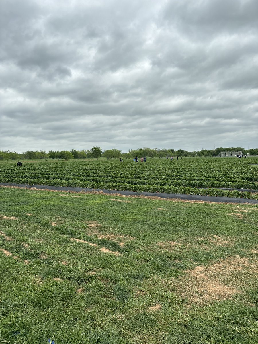 Liz Pena tweet media