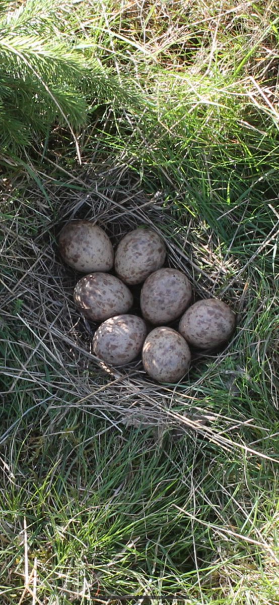 WaderStudy tweet picture