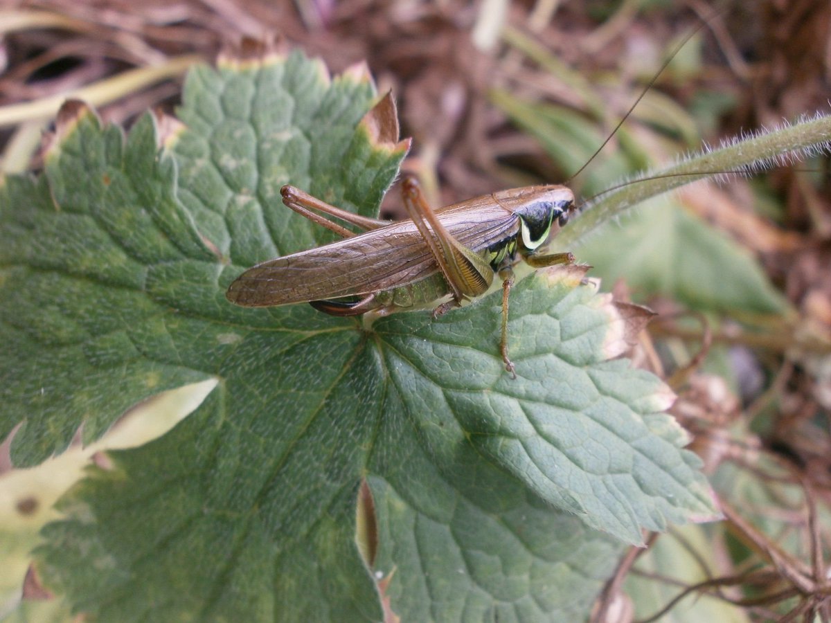 I'm a happy nature lover today, the paper co-authored with Dorothy Casey on #rewilding @suffolkwildlife Arger Fen nature reserve #Suffolk has been accepted for publication in @OrthopteraR! @Pensoft