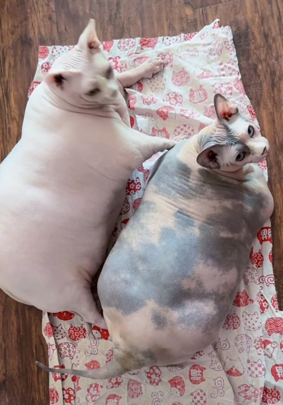 Mini rant. I’m so fucking tired of “chonky” animals being so normalized. This is genuine abuse. Stop overfeeding your fucking animals because it gives them SO many health risks and can cause early death. It doesn’t matter if they look happy, THIS IS NOT OKAY. THIS IS NEVER OKAY.