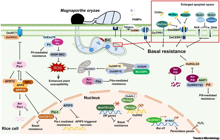 Effectors and environment modulating rice blast disease: from understanding to effective control dlvr.it/T597mM