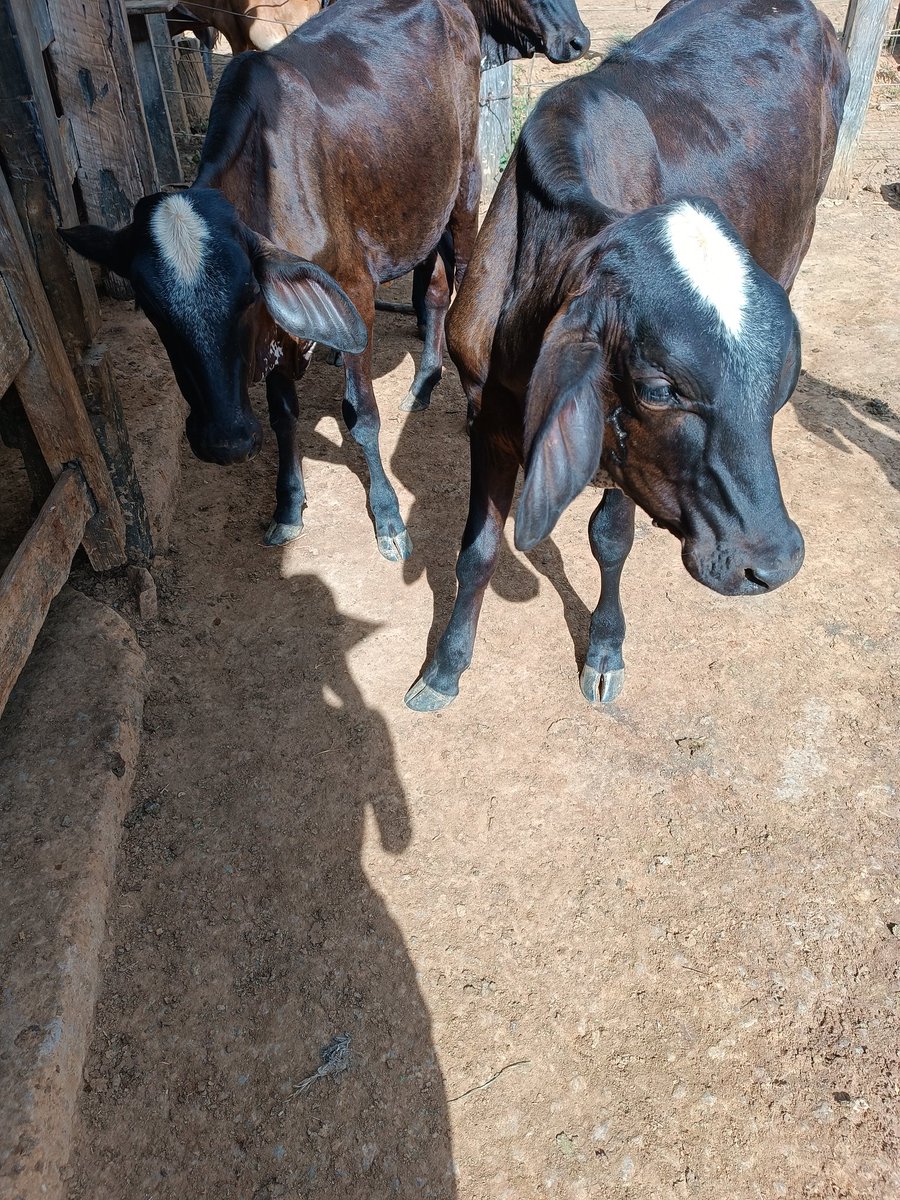 Como tá sendo o dia de mostrar os pet tá aí kalista e Leona minhas bbs gêmeas ♥️♥️ do lol para a vida #CBLOLnaILHA
<a href="/baianolol1/">Baiano</a> 
<a href="/ilhadaslendas/">Ilha das Lendas 🏝️</a>