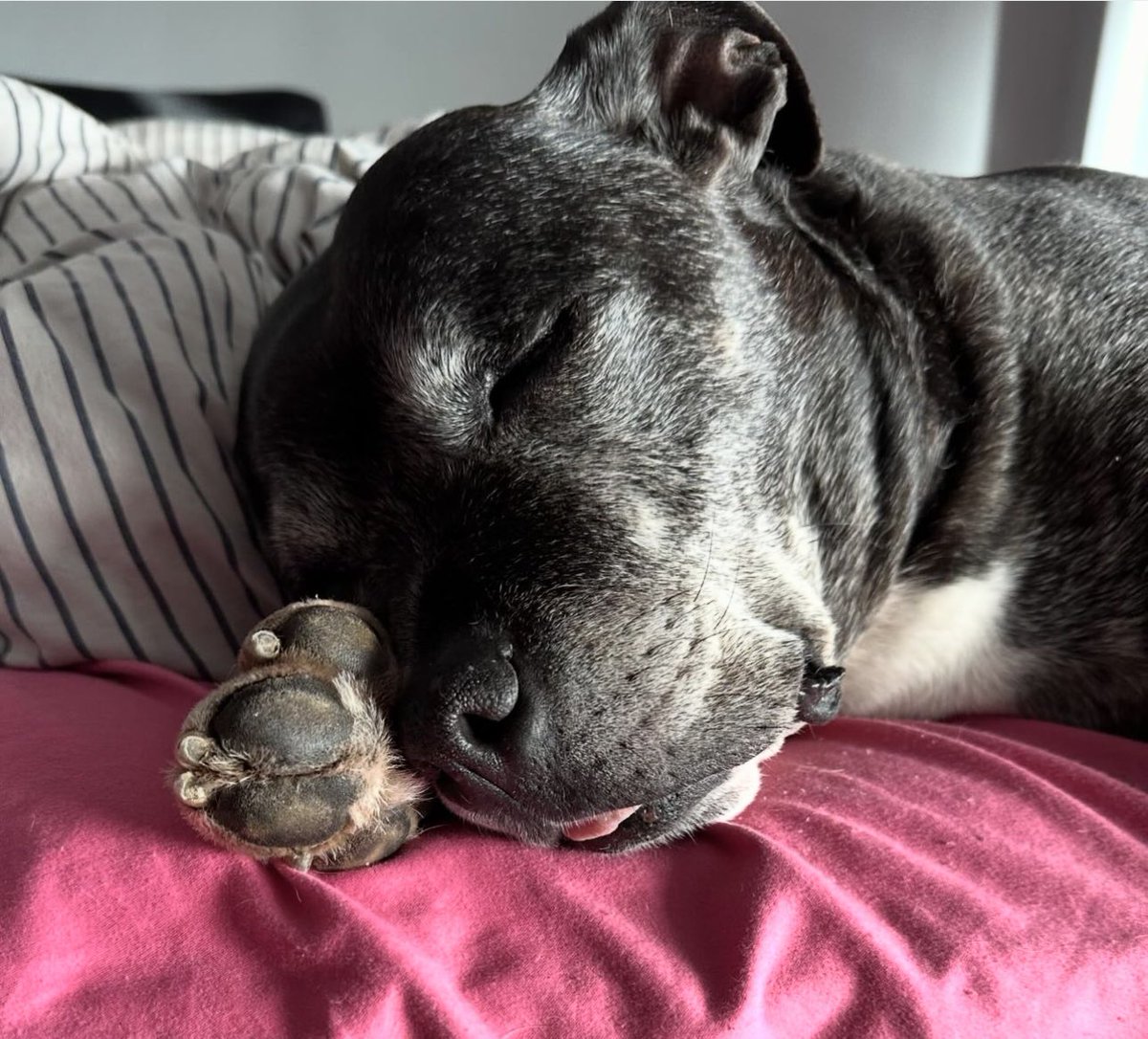 Happy #staffysaturday from a sleepy Doogie 🥹😍❤️ #staffie @SeniorStaffy #rescuedog 💙