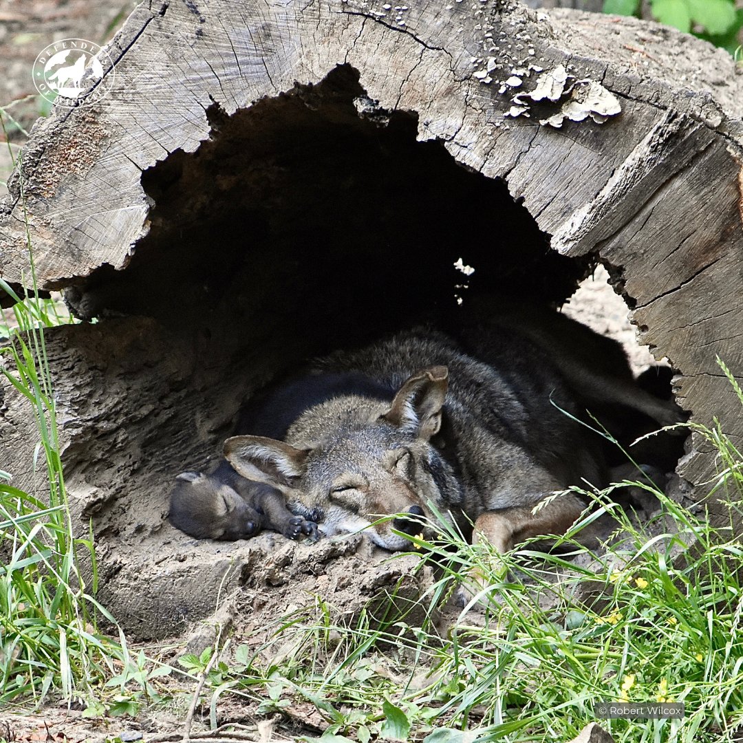 Defenders's tweet photo. Instead of dozing off, you could be watching our YouTube videos!

You won’t regret subscribing to our channel after watching videos on imperiled &amp; endangered species across the country, days in the life of our staff, &amp; much more! https://t.co/NgOZm6YGHx ◀️ 🐾 https://t.co/nIFHdvFihR