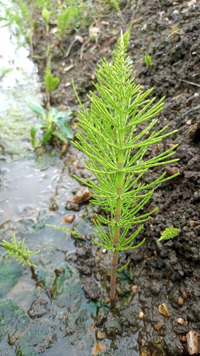 Equisetum seen today in a Breckland ditch, as though I were flying over a Palaeozoic swamp. 
Great survivors, these primitive plants, with their separate structures: earlier, spore-bearing cones & later, bristling vegetative shoots.
#plants @norfolkgal57 @Ians4AD @Jo_the_botanist