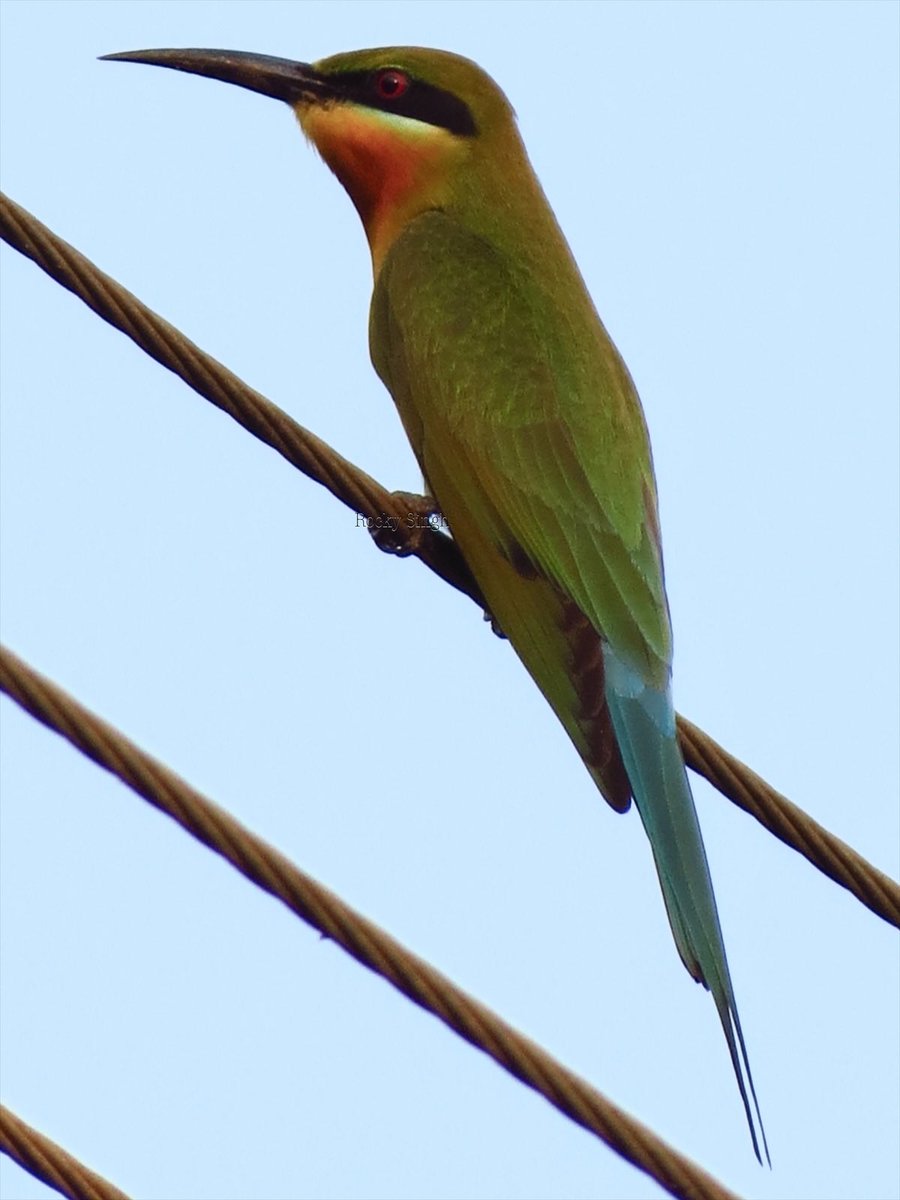 Nature believes Blue and Green go together and that’s why so. Many types of Bee eaters have this colour combo like this Blue Tailed Bee-Eater .. it’s a lot bigger than the green and blue cheeked so easily identifiable. Too many bee-eaters? Shall I move on? @indiaves