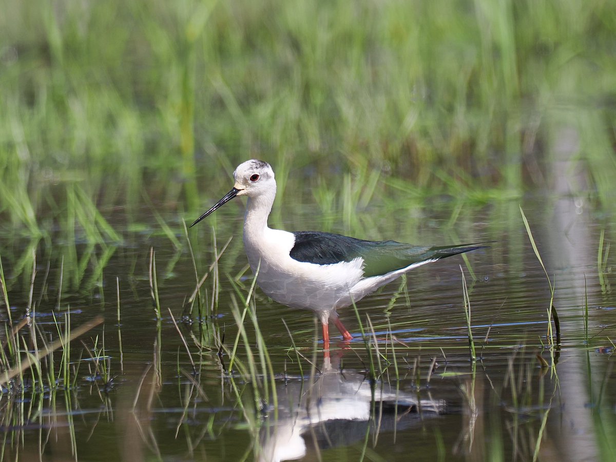 Black-winged Stilt is one of my favorite wader. Never getting tired when looking them.