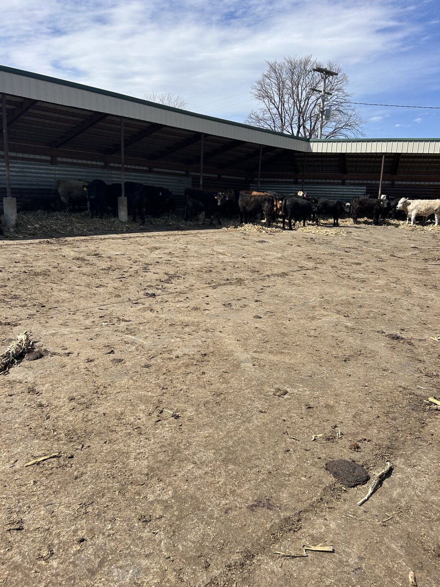 You know it’s “windy” when the bedding is blowing “out” of the sick pen 🤦🏼‍♂️